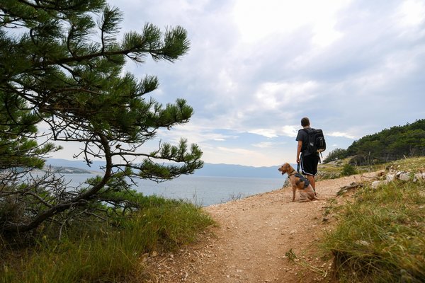 Cani trail : une aventure partagée avec votre compagnon !